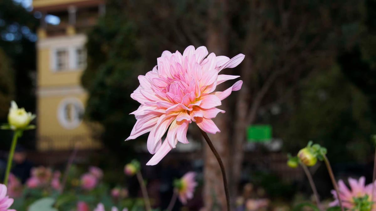 Zdjęcie własne z ogrodu botanicznego we Wrocławiu