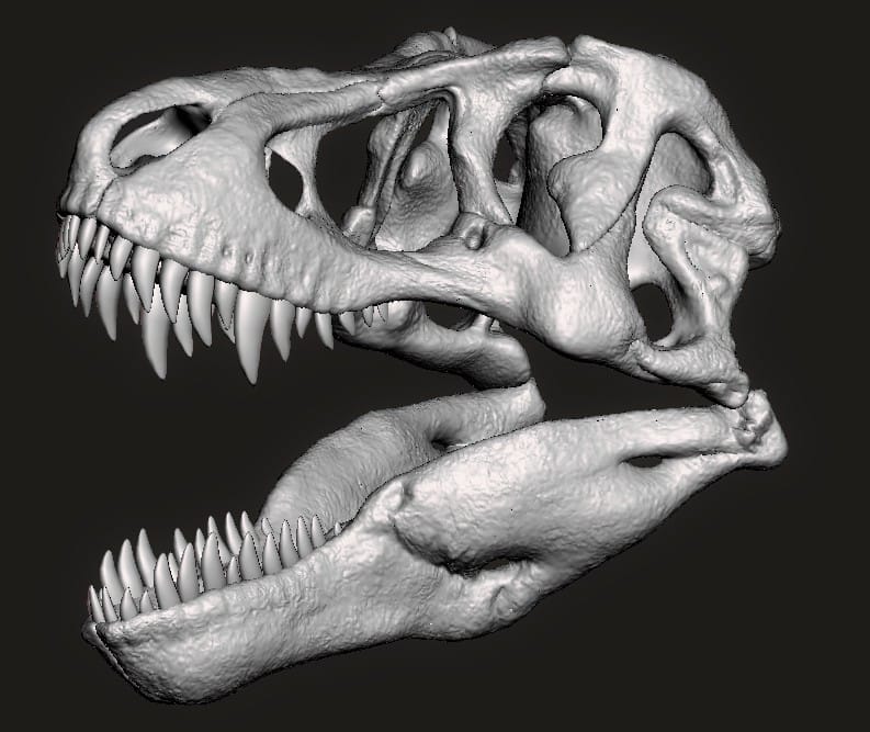 T-Rex Skull