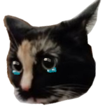 Dorota Wojciechowska