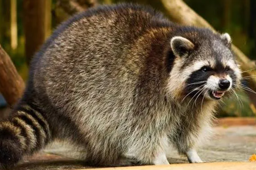 prezentacja: rodzaje druków 3D i słowniczek